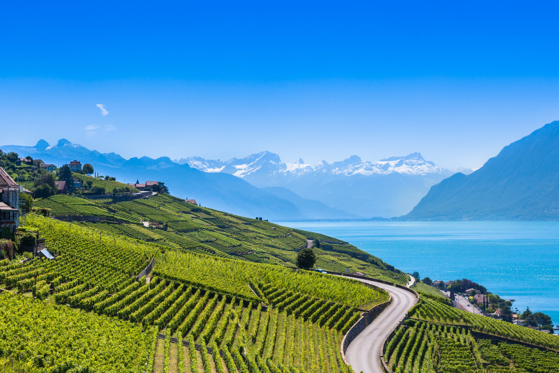 Cinq vins suisses rares à découvrir