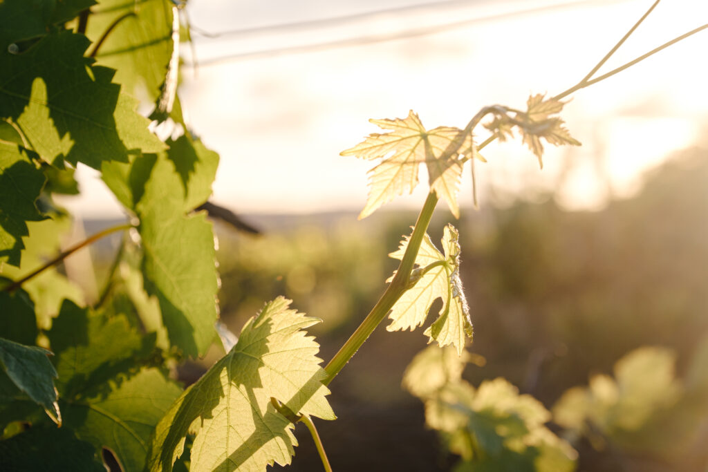 Vignoble suisse au printemps